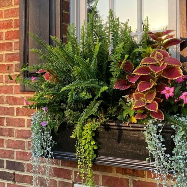the-window-boxes